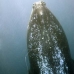 whale_humpback_v_00125_dom3521.jpg
